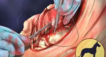 Treat Bloat in Great Danes