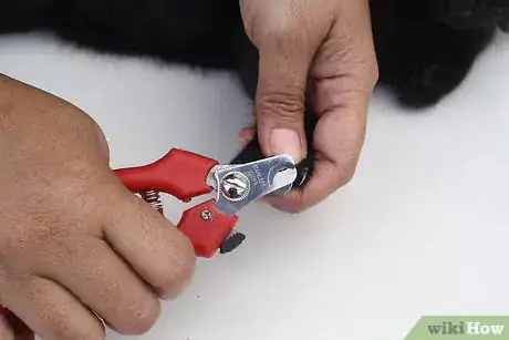 Image titled Make a Homemade Cat Spa Step 16