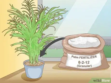 Image titled Make an Areca Palm Grow Faster Step 1