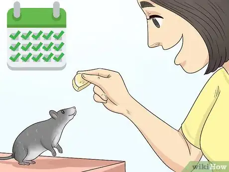 Image titled Train a Rat to Stand on Its Hind Legs Step 10
