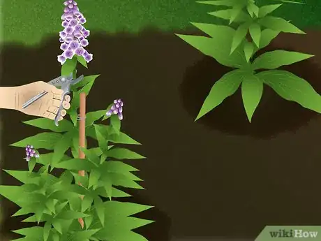 Image titled Grow Foxglove Step 10