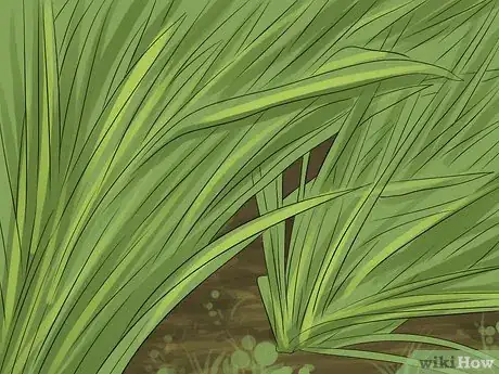 Image titled Fertilize Daffodils Step 7