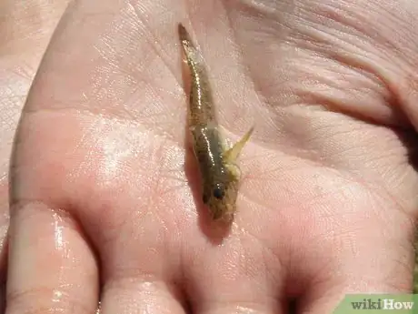 Image titled Survive in the Woods without Hunting Step 5Bullet1