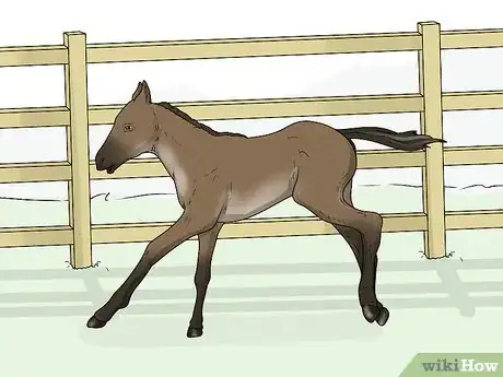 Image titled Prevent OCD in Horses Step 7