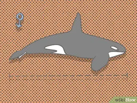 Image titled Identify an Orca Whale Step 3Bullet4
