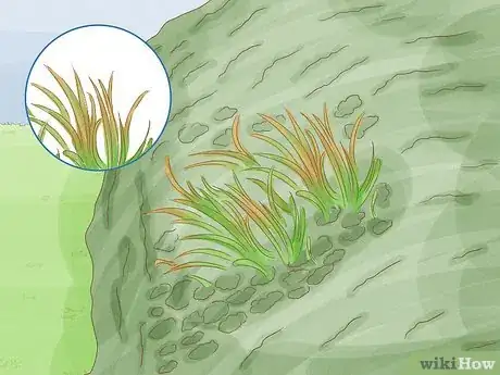 Image titled Identify Bryophytes Step 12