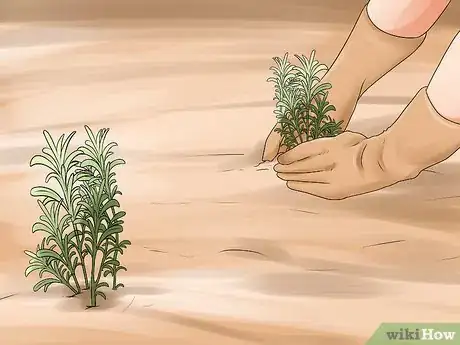 Image titled Divide a Lavender Plant Step 28