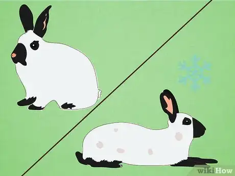 Image titled Care for Himalayan Rabbits Step 11