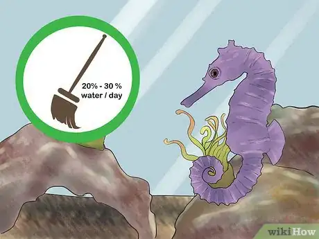 Image titled Care for a Seahorse Step 15