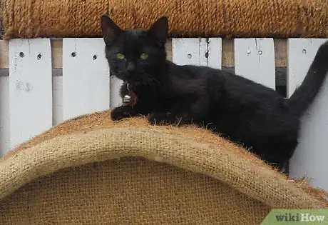 Image titled Make a Homemade Cat Spa Step 2