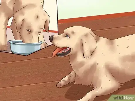 Image titled Ease Your Dog's Stomach Problems Step 14