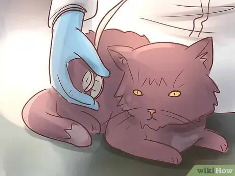 Image titled Diagnose IBD in Cats Step 8