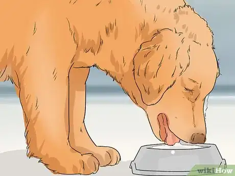 Image titled Detect and Prevent Bloating and Torsion in Dogs Step 11