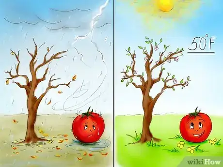 Image titled Plant Tomatoes from Seed Step 4