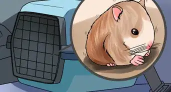 Safely Transport Your Guinea Pigs in the Car