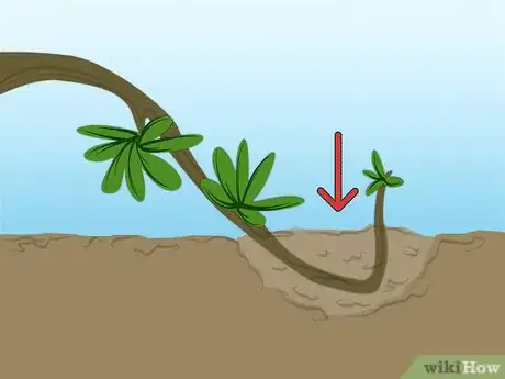 Image titled Propagate Azaleas Step 5