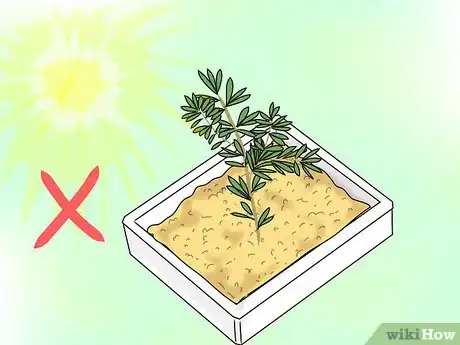 Image titled Propagate Grevilleas Step 5