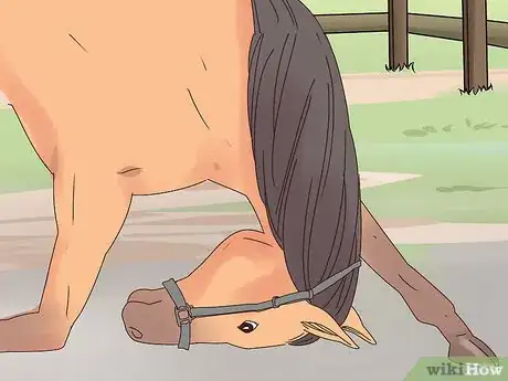 Image titled Teach a Horse to Bow Properly Step 15