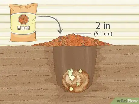 Image titled Grow Giant Calla Lily Step 9