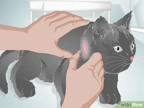 Image titled Put Your Cat on a Limited Ingredient Diet Step 11