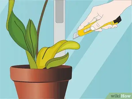 Image titled Care for Orchids Step 13