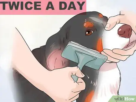 Image titled Groom a Greater Swiss Mountain Dog Step 5