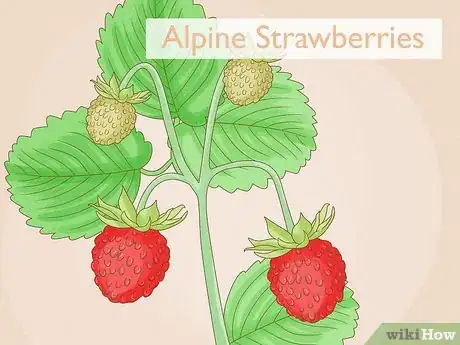 Image titled Grow Strawberries in Hanging Baskets Step 4