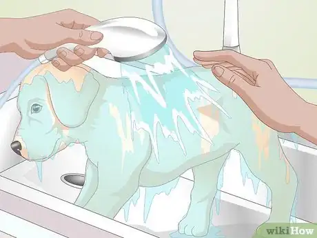 Image titled Shower a Puppy Step 8