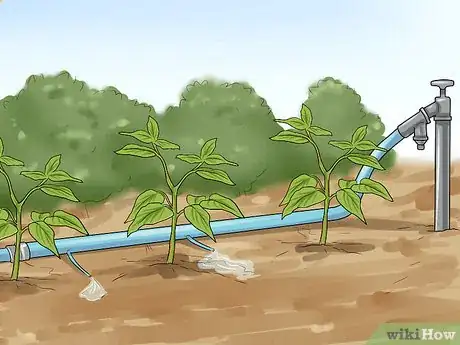 Image titled Garden in a Mediterranean Climate Step 12