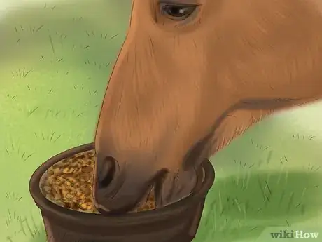 Image titled Care for Your Horse In the Winter Step 10