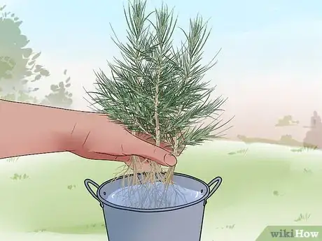 Image titled Plant Cedar Trees Step 9