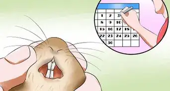 Treat Dental Problems in Gerbils