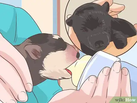Image titled Prevent Disease in Orphaned Newborn Puppies Step 3
