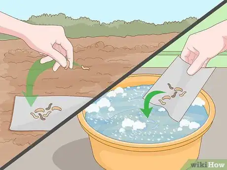 Image titled Identify Cutworm Damage Step 9