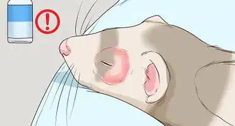 Get Your Ferret Vaccinated