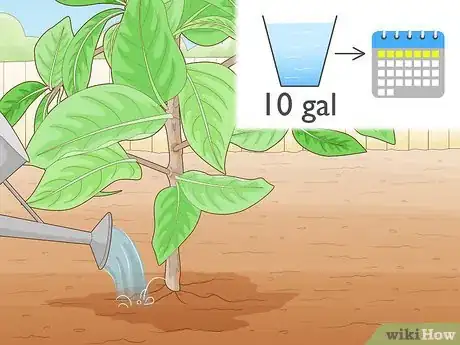 Image titled Grow a Noni Tree Step 19