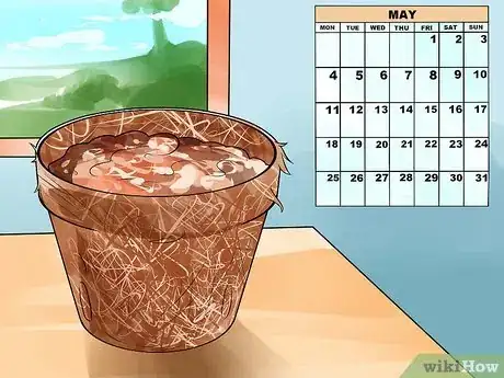 Image titled Grow Nasturtiums Step 2