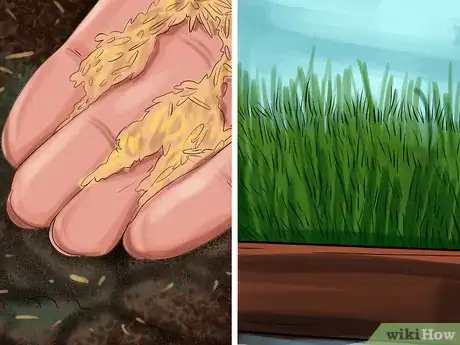 Image titled Give Cat Grass to a Cat Step 2