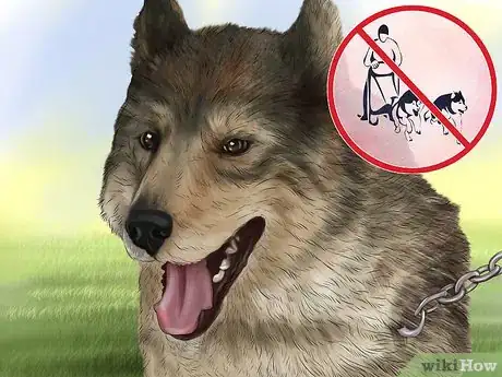 Image titled Care for Sled Dogs Step 4