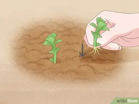 Image titled Prepare Soil for Planting Herbs Step 12