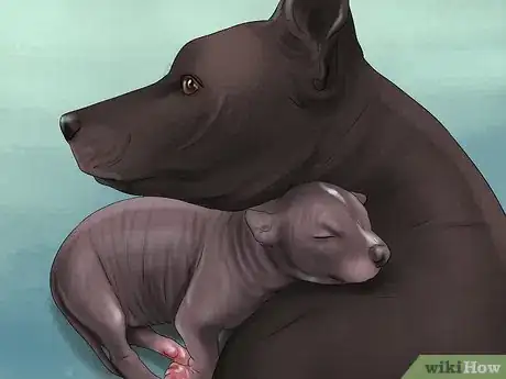 Image titled Track the Development of New Puppies Step 3