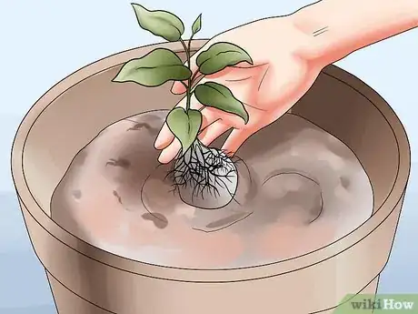 Image titled Grow Clematis in Pots Step 12
