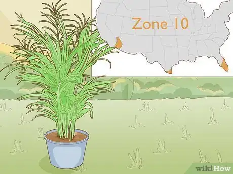 Image titled Make an Areca Palm Grow Faster Step 9