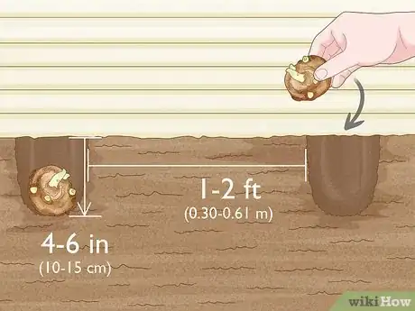 Image titled Grow Giant Calla Lily Step 8