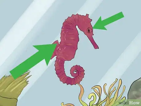 Image titled Care for a Seahorse Step 10