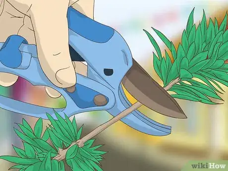 Image titled Make a Boxwood Wreath Step 1