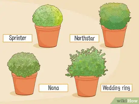 Image titled Grow Boxwood Shrubs Step 1