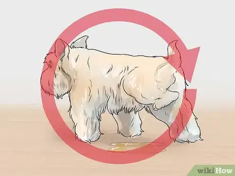 Image titled Diagnose Diabetes in Miniature Schnauzers Step 2