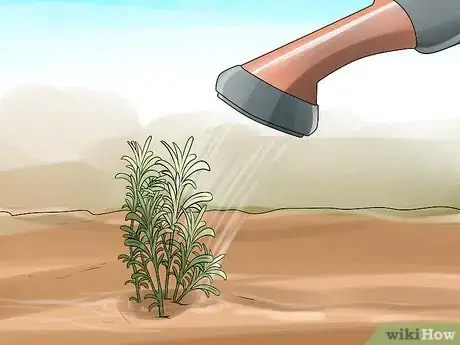 Image titled Divide a Lavender Plant Step 18