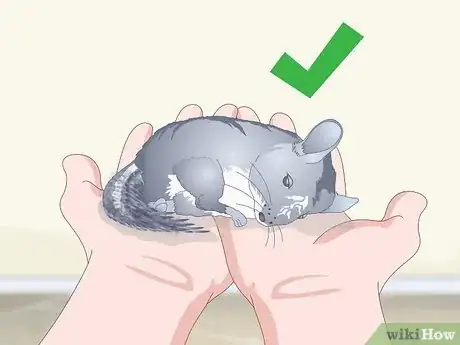 Image titled Avoid Poisoning a Chinchilla Step 13